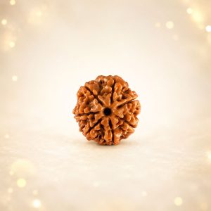 Rudraksha 7 Mukhi