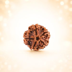 Rudraksha 4 Mukhi