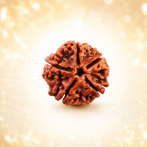 Rudraksha 5 Mukhi
